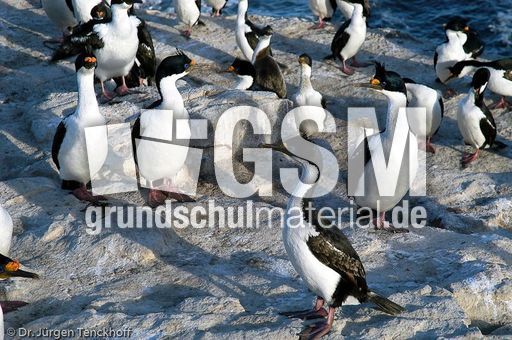 Königskormoran (17 von 19).jpg